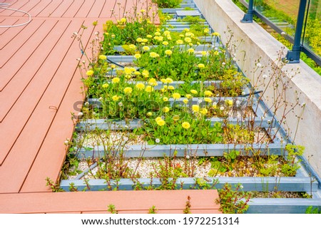 Abandoned construction of a wooden terrace on a balcony with wild plants. A new wooden, timber deck being constructed. 