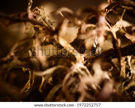 A closeup shot of dried plants
