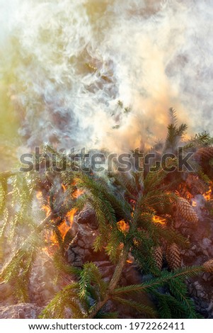 Spruce branches with bumps are burning in the fire, there is strong smoke. A bonfire is visible, sunlight passes through puffs of smoke, forestry danger.