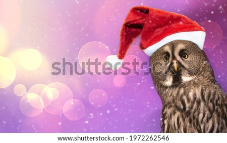 Merry Christmas banner with forest owl close up.Funny new year tawny owl with yellow eyes in red Santa hat on festive background with beautiful bokeh, garland lights, falling snow.Copy space for text
