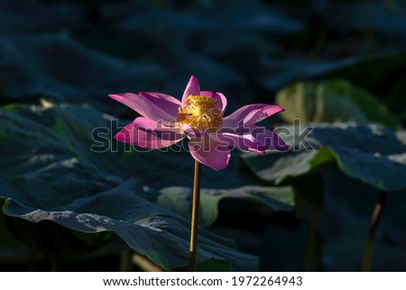 Beautiful lotus pictures for decoration and as background image