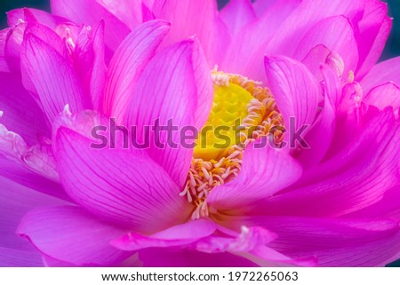 Beautiful lotus pictures for decoration and as background image