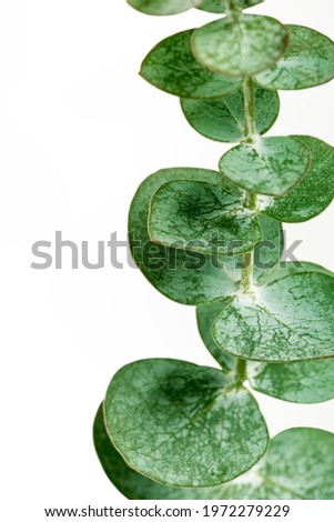 Eucalyptus round leaves on white background Royalty-Free Stock Photo #1972279229