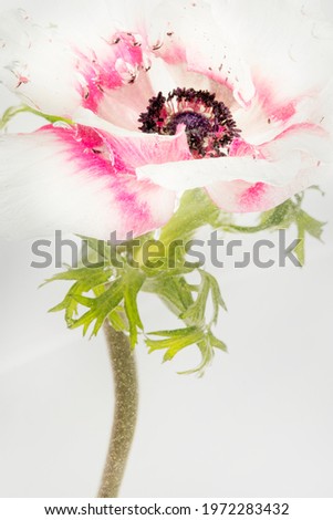 Blooming pink anemone flower photography
