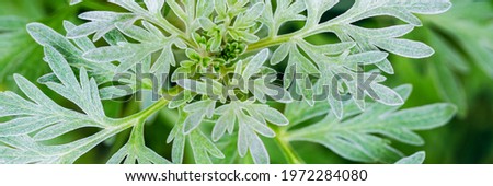Wormwood Grey green leaves. Banner. Artemisia absinthium ( absinthe, absinthium, absinthe wormwood, wormwood ) plant, close up macro