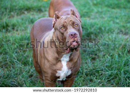 A large pit bull in a lawn in a wide cage. Perfect dog Some Pit Blue Dogs are considered ferocious. But Pit Blue is cute and playful. And love the owner