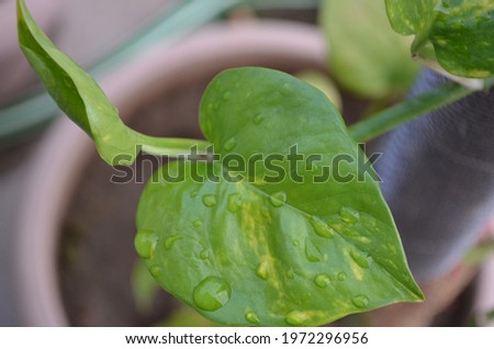 Money plant grown in a pot of house garden. Fresh green healthy leaves with rain drops on them. India spring summer season.