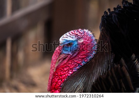 A close-up of the red and blue head of a black male turkey in a farmyard. Ecological poultry farming. Picture taken on a cloudy day, soft light.