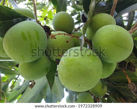 Raw Mango High Res Stock Images 

