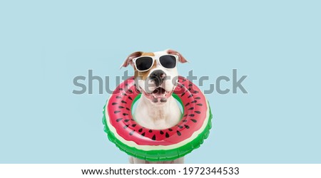 Summer puppy. Happy american Staffordshire dog watermelon ring flotation device. Isolated on blue background