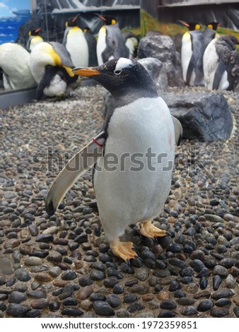 A close-up photo of a penguin