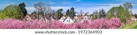 Banner, sakura around Fliegeberg hill in Liliental park, South Berlin. Sea of pink sakura flowers and roofs of traditional German houses under blue sky. Panoramic banner image.