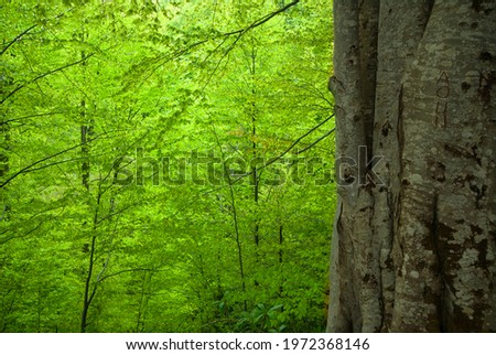 green forest and tree trunk
