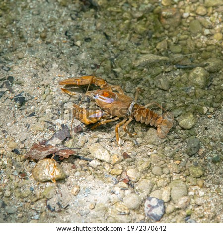 River crayfish in the Vidima river