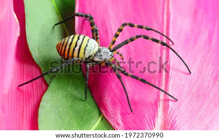 Banded garden spider or banded orb weaving spider, Argiope trifasciata, female, photographed with a macro lens in her natural environment  Royalty-Free Stock Photo #1972370990