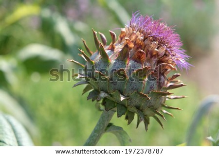 A close up picture of cardoon flower (artichoke or Cynara cardunculus)