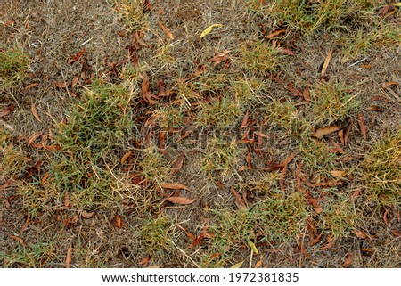 A close up texture picture of dead grass and dead leaves. 