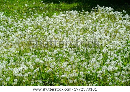Taraxum dandelion, used as a medicinal plant. round balls of silvery crested fruit that run upwind. These balls are called "balls" or "clocks" in both British and American English. Royalty-Free Stock Photo #1972390181