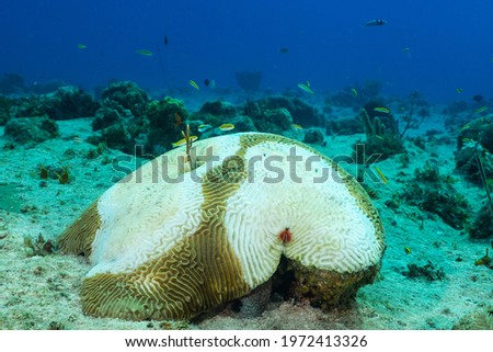 Stony Coral Tissue Loss Disease (SCTLD) has begun to eat away at this star coral. The destructive disease is destroying reefs throughout the Caribbean Royalty-Free Stock Photo #1972413326