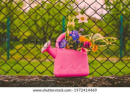  Spring flowers  in a pink  watering can in a green  village .  .Summer romantic picture with  bouquet of daisies and purple flowers. Spring decoration