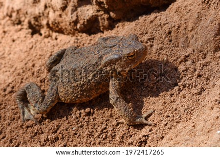 toad on the sand on a sunny morning