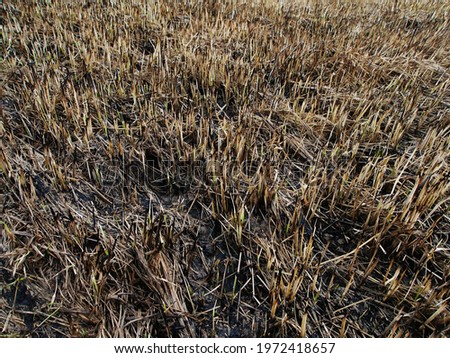 dry grass in a field after a fire