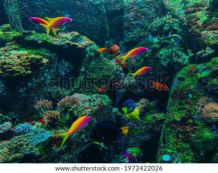 Fish swimming in a aquarium