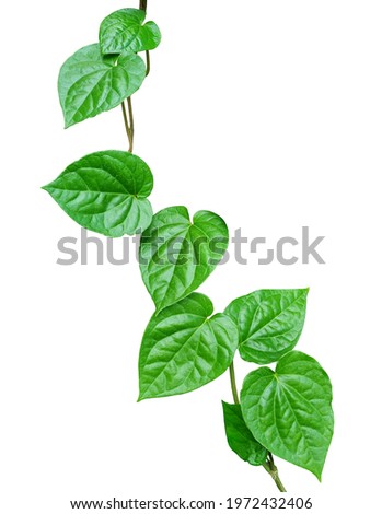 The leaves of Piper betle or Betel, Paan, Sirih and Phlu in Thai. Betel leaf resembles a heart shape and bright green in color isolated on white background. The leaves used in traditional medicine. Royalty-Free Stock Photo #1972432406