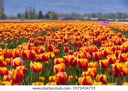   Tulip Blossoms in the Field. Tranquil field of tulips in the Spring.
 
                             