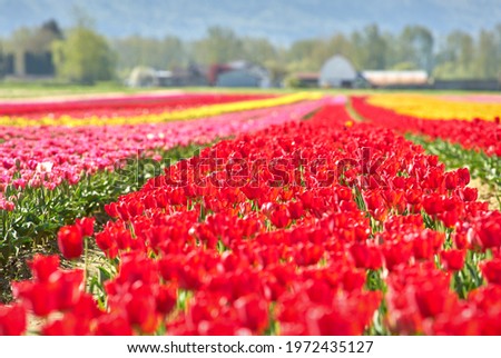 Tulip Blossoms and Agricultural Buildings. Tranquil field of tulips in front of farm buildings in the Spring.

                               
