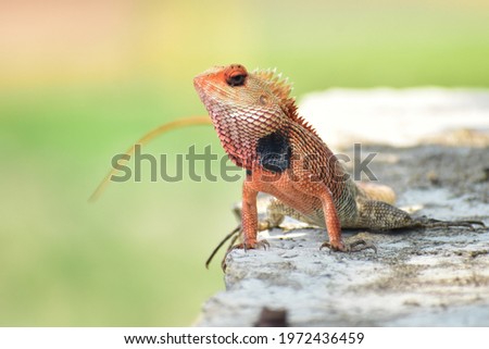 A funny face of lizard posing himself 