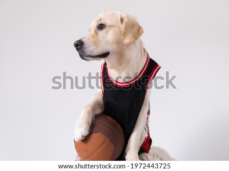 A dog in a basketball uniform with a ball sits on a white background. The Golden Retriever participates in a team sport. Active pets concept.
