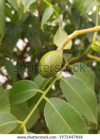 A small Brazilian fruit called Cajá-manga with green leaves in the background.