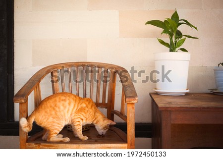 A cute ginger cat eating food on a wooden chair at balcony with house plants in pots. Countryside  lifestyle