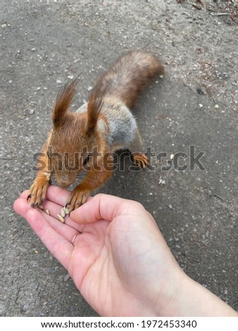 Squirrel eats nuts from her hands in the park