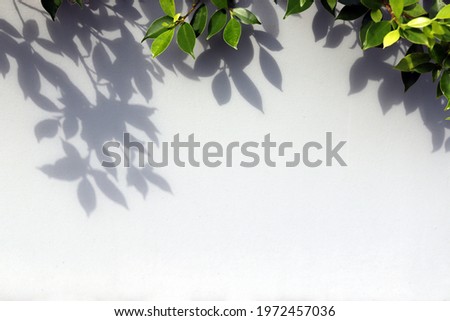 Abstract image of leaf shadow and the branches that cast long shadows on the wall. Space for text. Natural shadow art on the wall blur background. Royalty-Free Stock Photo #1972457036
