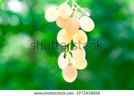 Hanging Golden Grape at Green Background . Sweet fruit in autumn 