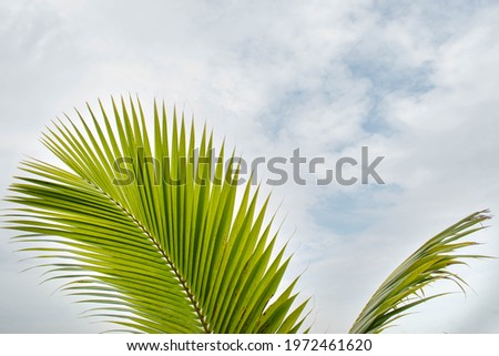 Tropical palm leaf on sky background,Palm branch in the blue sky.Green coconut leaf.