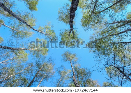 Blooming crowns of birches in the forest in spring on the back of blue sky