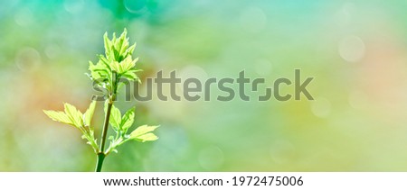 Spring-summer background - young maple leaves shine through in the rays of the sun.