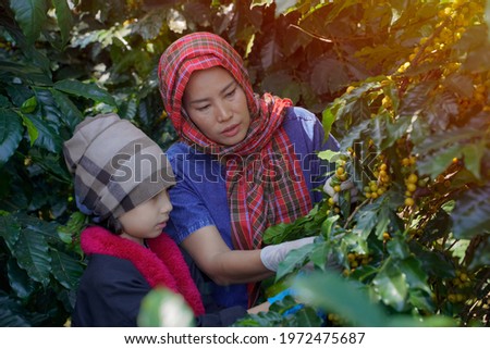 A close-up picture of a mother and daughter farmer picking coffee beans that are ripe from a plant grown on a highland in Chiang Mai, Thailand.