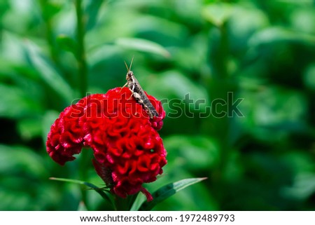 Close up picture of brown locust sit on red celosia argentea flower in graden with green blurred background