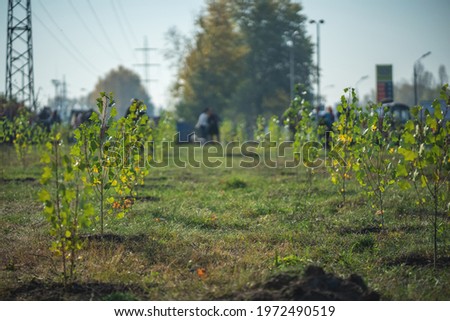 green garden with young fresh planted trees Royalty-Free Stock Photo #1972490519