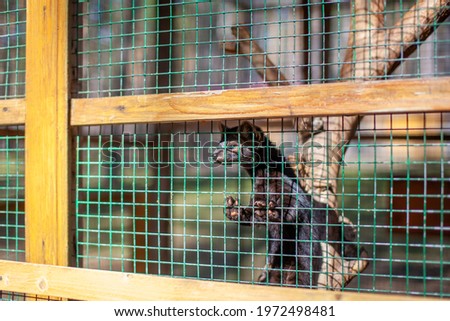 Small black animal European mink in a cage, behind bars. High quality photo