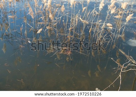 Reeds and frozen lake covered melting snow early spring. Beautiful nature background on lake.