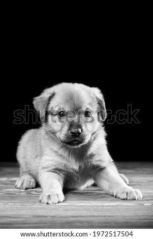 Cute puppy on a wooden table. Studio photo on a black background. Vertically framed shot.