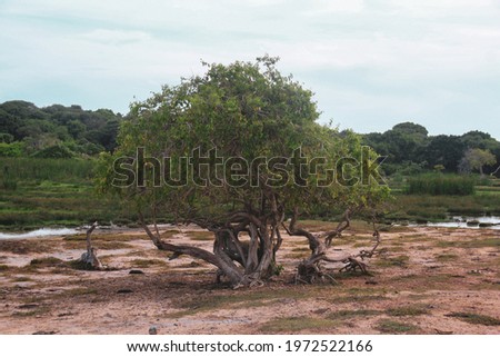 An isolated tree - beauty of nature 