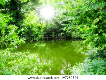 small lake in the forest