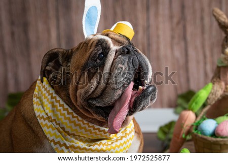 Bulldog ingles photo studio pet easter