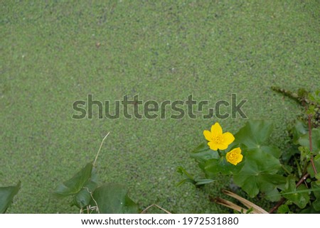 Marsh marigold on duckweed background. Caltha palustris. World wetlands day concept. Copy space.